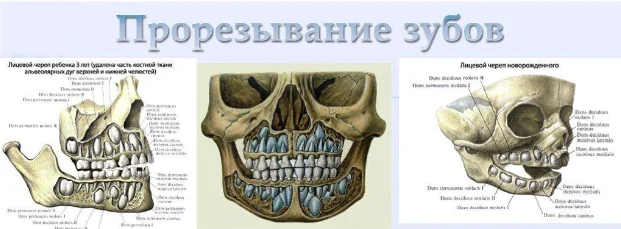 Прорезывание зубов у детей